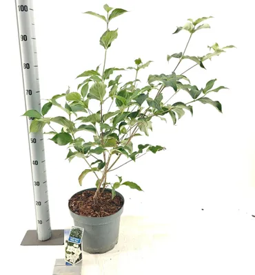 Produktbild von Cornus kousa 'Milky Way' - Japanischer Blumenhartriegel | 60-80 cm im Topf