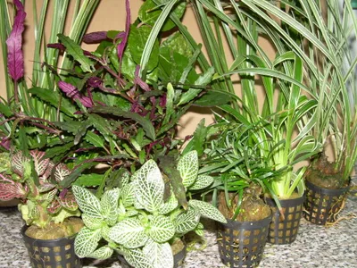 Produktbild von Mühlan - 8 Töpfe Regenwaldmix für Regenwald Terrarium, Paludarium, Sumpfterrarium