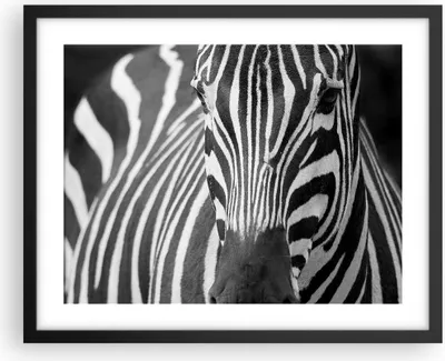 Produktbild von Gerahmtes Poster - Schwarzer Rahmen - Tiere Zebra gestreift - 50x40 cm - Wand Bild - Wanddeko - Wandbilder - Kunstposter - Wandposter - Bilderrahmen - Bilder - Kunstdruck - Wandbild - P2BAA50x40-2254
