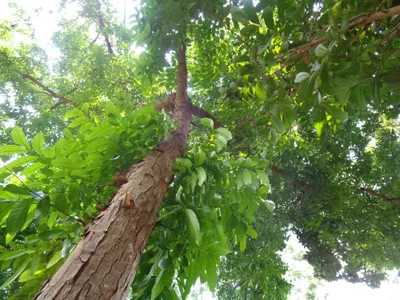 Obrázok produktu pre 5 semien Pravý mahagón (Swietenia macrophylla) - tropické ušľachtilé drevo | Vzácne druhy stromov na pestovanie Vysoko kvalitné semená pre záhradné bonsaje