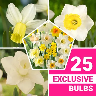 Productafbeelding van Winterharde narcissenbollen, meerjarig - Budgetcollectie met geurende soorten - 25 bloembollen - Mix van 6-7 soorten - Geteeld in Nederland - Geschikt voor tuin en pot (geen zaden, niet kunstmatig)