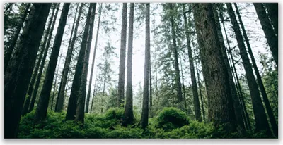 Produktbild von Tulup Leinwand-Bilder 120x60 Wandbild Canvas Kunstdruck Wald Natur