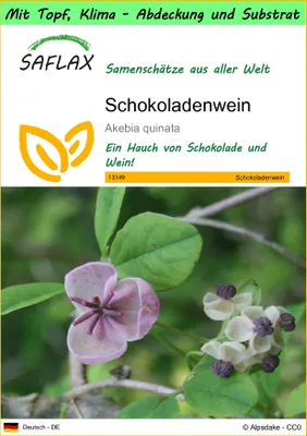 Produktbild von SAFLAX Garden to go - Schokoladenwein - Akebia quinata - 10 Samen - Mit Topf, Klima - Deckel und Anzuchtsubstrat