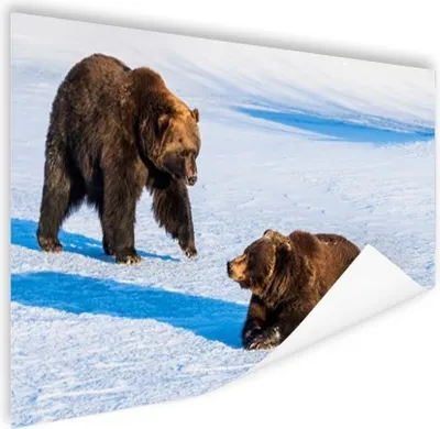 Produktbild von MuchoWow® Poster Braunbären im Schnee 180x120 cm - Fotoplakat