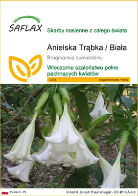 Zdjęcie produktu dla SAFLAX - Anielska Trąbka / Biała - 10 Nasiona - Brugmansia suaveolens