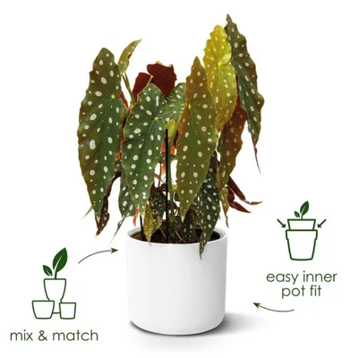 Produktbild von elho b.for Soft Rund 25cm Übertopf - weiss
