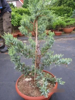 Produktbild von Juniperus squamata Holger Formschnitt - Zwergwacholder - 60-80