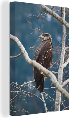 Produktbild von OneMillionCanvasses® - Leinwandbilder - 90x140 cm, Vogel - Zweig - Raubvogel, Wandbilder Kunstdruck Wanddekoration - Wandschmucke - Schlafzimmer