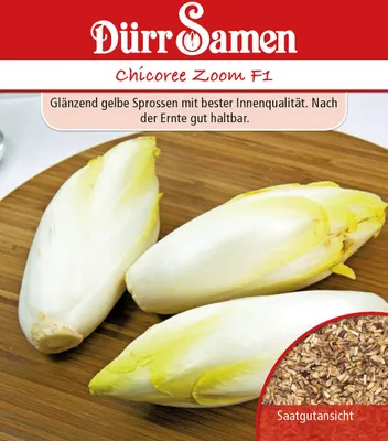 Produktbild von Chicorée Zoom F1 | Chicoréesamen von Dürr Samen