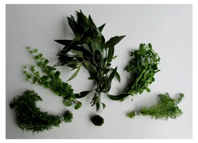 Produktbild von florari Algenfeind Nr.1 - Set zur Bekämpfung von Algen, Algenkiller, Anti-Algen, Aquarienpflanzen, Sortiment, schnellwachsende Pflanzen