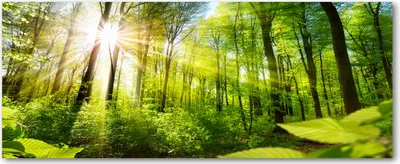 Produktbild von Tulup® Glas-Bild Wandbild aus Glas - 125x50 - Wandkunst - Wandbild hinter gehärtetem Sicherheitsglas - Dekorative Wand für Küche & Wohnzimmer  - Landschaften - Wald in der Sonne - Grün