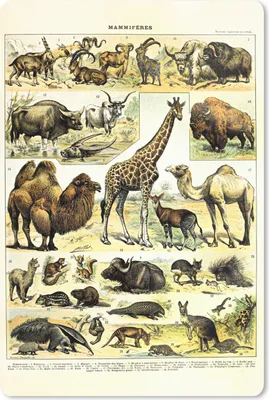Produktbild von MuchoWow® Mauspad Mousepad Tiere - Giraffe - Kamel 18x27 cm - Mousepads - Maus Mat - Pad - Mausunterlage