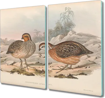 Produktbild von Coloray Hackbrett Kochplattenabdeckung Herdabdeckplatte 2x30x52 cm Schneidebrett Küchenbrett - Vögel Tiere