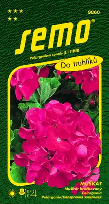 Obrázok produktu pre MUŠKÁT červený
