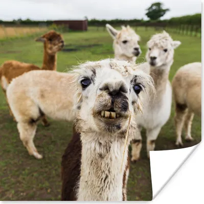 Produktbild von MuchoWow® Poster Lama - Selfie - Gras 100x100 cm - Babyzimmer