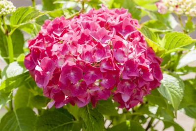 Produktbild von Hydrangea macrophylla 'Alpenglühen', Hortensie, rot, 50–60 cm