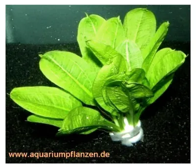Produktbild von 3 Bund Echinodorus Tropica, Schwertpflanzen