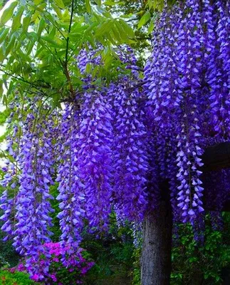 Produktbild von Wisteria Glyzinienbaum Pflanzen Schöner Baum Sämling Garden Deko Neu
