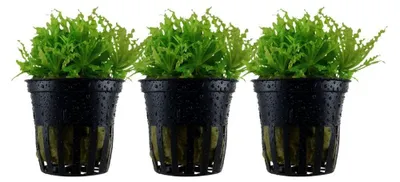 Produktbild von Aquarium Pflanze 3 Stück Pogostemon helferi Wasserpflanze AquaOne Nr.053H Set