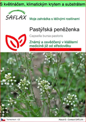 Obrázek produktu pro SAFLAX Garden to go - pastýřská peněženka - Capsella bursa-pastoris - 1000 Semena - S květináčem, klimatickou poklicí a pěstebním substrátem