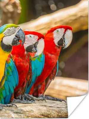 Produktbild von MuchoWow® Poster Vögel - Papagei - Tropisch - Natur 90x120 cm - Wohnzimmer