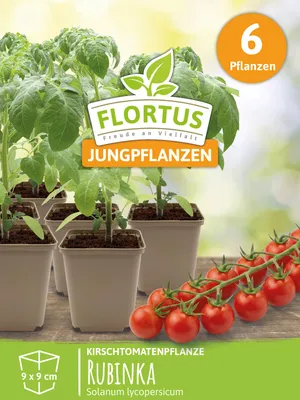 Artikelbild 7 von 'Kirschtomatenpflanze Rubinka' aus der Kategorie Kirschtomatenpflanzen