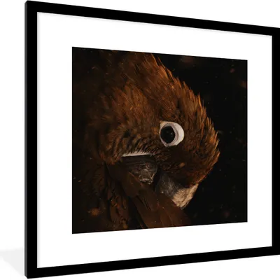 Produktbild von MuchoWow® MuchoWow® Gerahmtes Poster Papagei - Orange - Schwarz 40x40 cm - Poster mit zchwarzem Bilderrahmen - Poster - Plakat im Rahmen