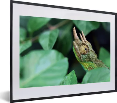 Produktbild von MuchoWow® MuchoWow® Gerahmtes Poster Verstecktes Chamäleon zwischen den Blättern 40x30 cm - Poster mit zchwarzem Bilderrahmen - Bilderrahmen - Poster im Rahmen