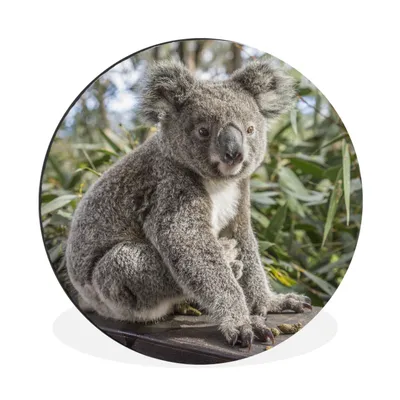Produktbild von MuchoWow® Aluminium Wandkreis Koala - Holz - Pflanzen - Kinder - Jungen - Mädchen Ø 30 cm Wanddeko Modern Wohnzimmer - Wand Bild - Wohnzimmer - Runde Bilder - Alubilder - Kunst für zu Hause - Aluminium - Wanddekoration