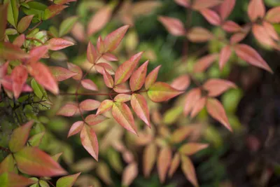 Produktbild von Nandina domestica 'Gulf Stream', Himmelsbambus, kompakt, 40–50 cm