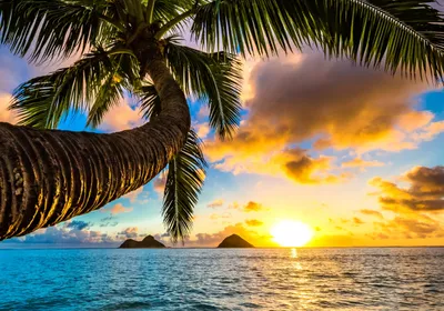 Produktbild von XXL Poster 100 x 70cm (S-837) Palme am Strand im Sonnenuntergang (Lieferung gerollt!)