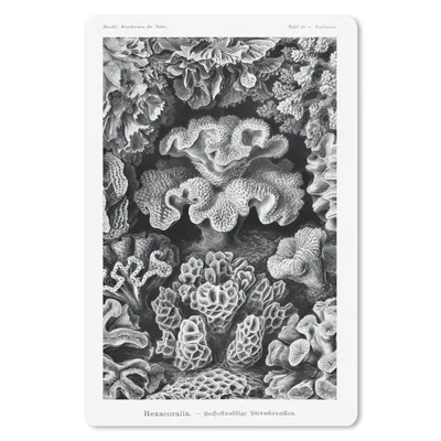 Produktbild von MuchoWow® Mauspad Mousepad Kunst - Koralle - Ernst Haeckel - Alte Meister - Natur 18x27 cm - Mousepads - Maus Mat - Pad - Mausunterlage