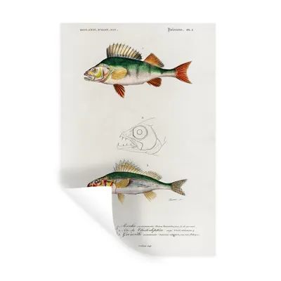 Produktbild von MuchoWow® Wandtattoo Wandsticker Wandaufkleber Fisch - Jahrgang - Realismus 20x30 cm Selbstklebend und Repositionierbar - Sticker - Dekorfolie