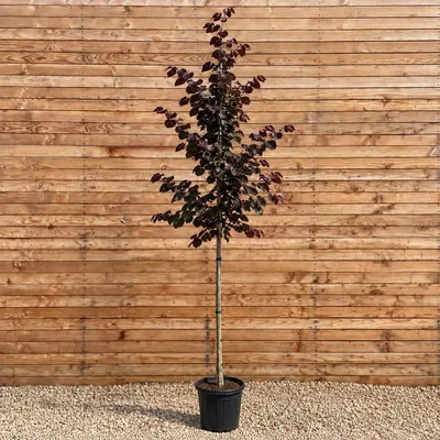 Produktbild von Amerikanischer Judasbaum Merlot 200-250 cm, Stammumfang 8-10 cm - Cercis canadensis Hochstamm