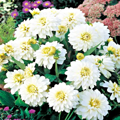 Image de Dahlia décoratif Gallery Art Fair 1 pièce Dahlias plants plant gros bulbes