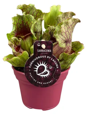 Image de Sarracénie - 20cm - Ø12cm - Plante d'intérieur - Vert persistant