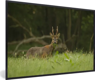 Produktbild von MuchoWow® MuchoWow® Gerahmtes Poster Hirsche - Gras - Wald 60x40 cm - Poster mit zchwarzem Bilderrahmen - Printing - Wanddeko Schlafzimmer