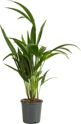 Zdjęcie produktu dla Bloomique - Howea Forsteriana - Palma Kentia - Rośliny doniczkowe - Oczyszczające powietrze - Przyjazne dla zwierząt - Wysokość 40-60 cm - Doniczka 13 cm