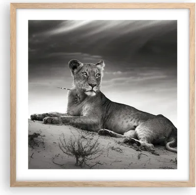 Produktbild von Gerahmtes Poster - Rahmen in heller Eiche - Tierwelt weiblich katze Tier - 50x50 cm - Wand Bild - Wanddeko - Wandbilder - Wandposter - Bilderrahmen - Bilder - Kunstdruck - Wandbild - P2NAC50x50-3165