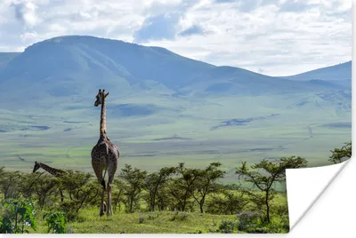 Produktbild von MuchoWow® Poster Giraffen zwischen den Bäumen im Ngorongoro-Krater 180x120 cm - Fotoplakat