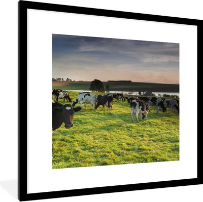 Produktbild von MuchoWow® Gerahmtes Poster Kühe - Gras - Sonnenuntergang 40x40 cm - Poster mit Schwarzem Bilderrahmen Wandposter Rahmen Foto Bilder - Poster - Plakat im Rahmen