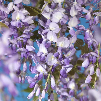 Zdjęcie produktu dla Glicynia Wisteria floribunda Prolific - pnacze, kwiaty niebieskie, pachnace