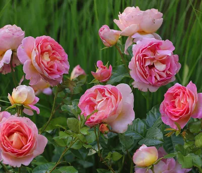 Produktbild von Dehner Edelrose Dornburger Schlossrose, Züchter Tantau, großblütige duftende rosa-gelbe Blüten, 15-30 cm exkl. Pflanztopf, Topfware