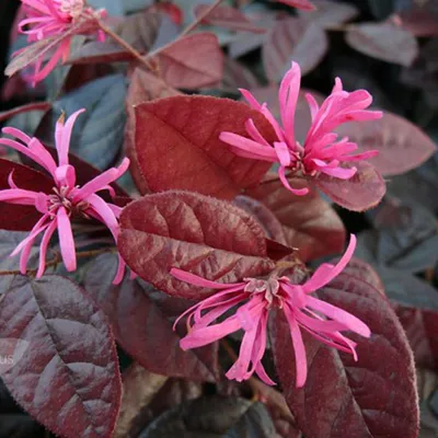 Immagine prodotto di Loropetalum chinensis 'Fire Dance' | 20-25 cm in vaso