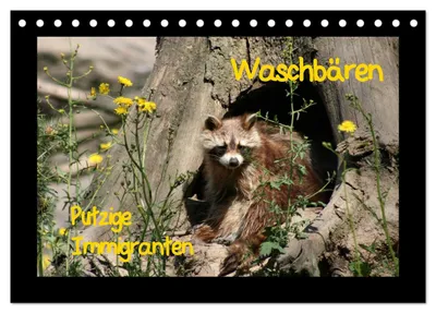 Produktbild von Waschbären (Tischkalender 2027 DIN A5 quer), CALVENDO Monatskalender