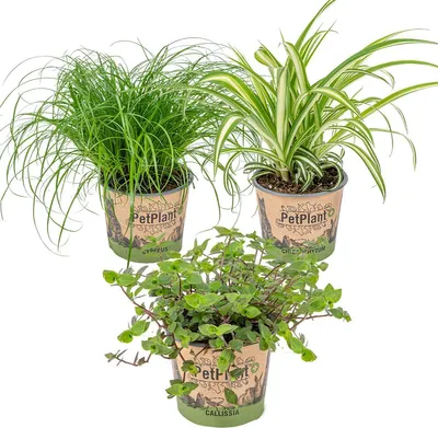 Zdjęcie produktu dla 3x Mieszanka przyjazna zwierzętom - Cyperus - Chlorophytum - Callisia - Roślina doniczkowa - ⌀12 cm -15-25 cm