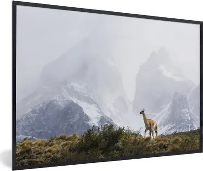 Produktbild von MuchoWow® MuchoWow® Gerahmtes Poster Lama - Schnee - Berge 90x60 cm - Poster mit zchwarzem Bilderrahmen - Fotorahmen - Foto-Plakat