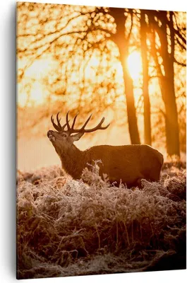 Produktbild von Bild auf Leinwand - Leinwandbild - Einteilig - Deer Heidekraut Tier - 70x100cm - Wand Bild - Wanddeko - Wandbilder - Leinwanddruck - Wanddekoration - Leinwand bilder - Wandbild - PA70x100-3043