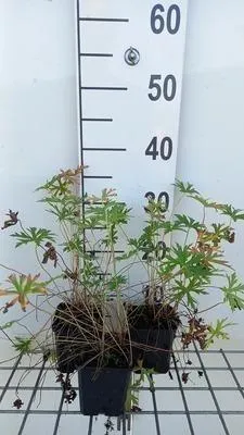 Immagine prodotto di 6 x Geranium clarkei 'Kashmir White' - Cranesbill - vaso 9 x 9 cm
