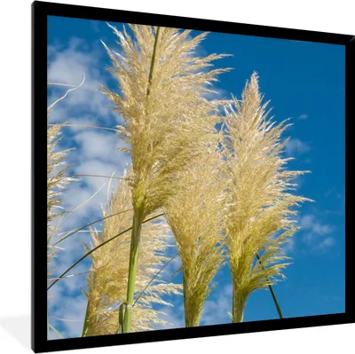 Produktbild von MuchoWow® Gerahmtes Poster Pflanzen - Pampasgras - Luft 40x40 cm - Poster mit Schwarzem Bilderrahmen Wandposter Rahmen Foto Bilder - Mit Rahmen - Wanddekoration Schlafzimmer